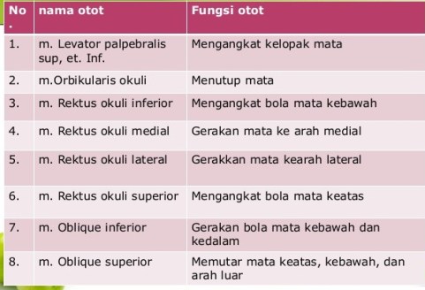 anatomi-sistempancaindra-13-638
