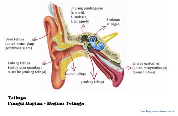 bagian_telinga_dan_fungsi_bagian_telinga