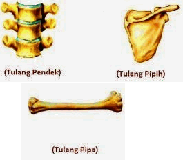 tulang-pipih-tulang-pipa-dan-tulang-pendek