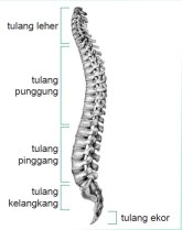 tulang_belakang